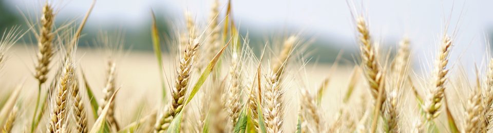 Wheat on the Prairie